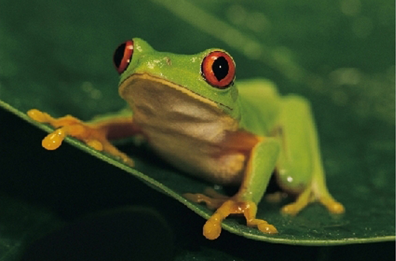 Green Frog - Ecofriendly